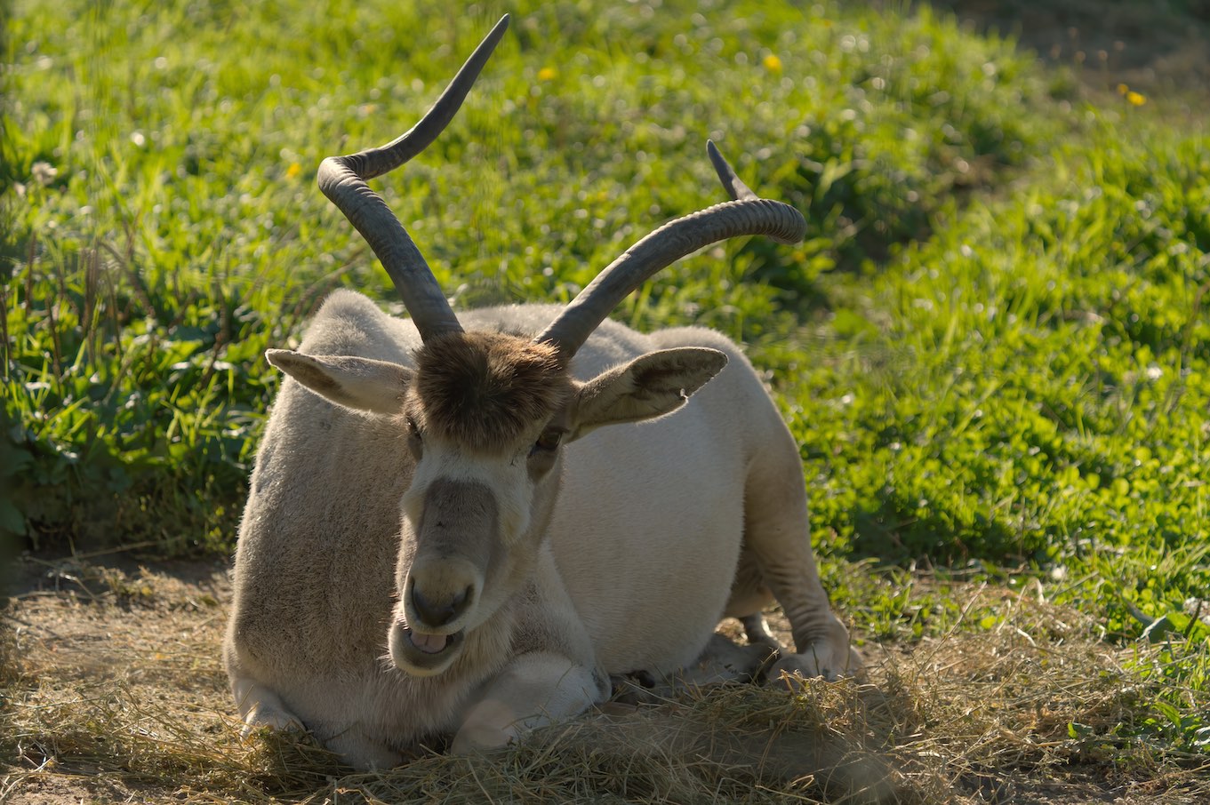 Addax 0929